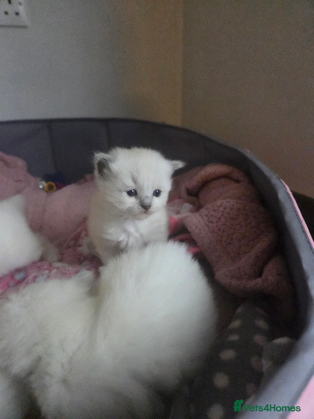 Ragdoll cats for sale: 5 fluffy chunky ragdoll babies for sale - Advert 4
