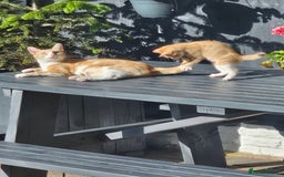 Mixed Breed cats for sale: 3 lovely and playful kittens  - Image 9