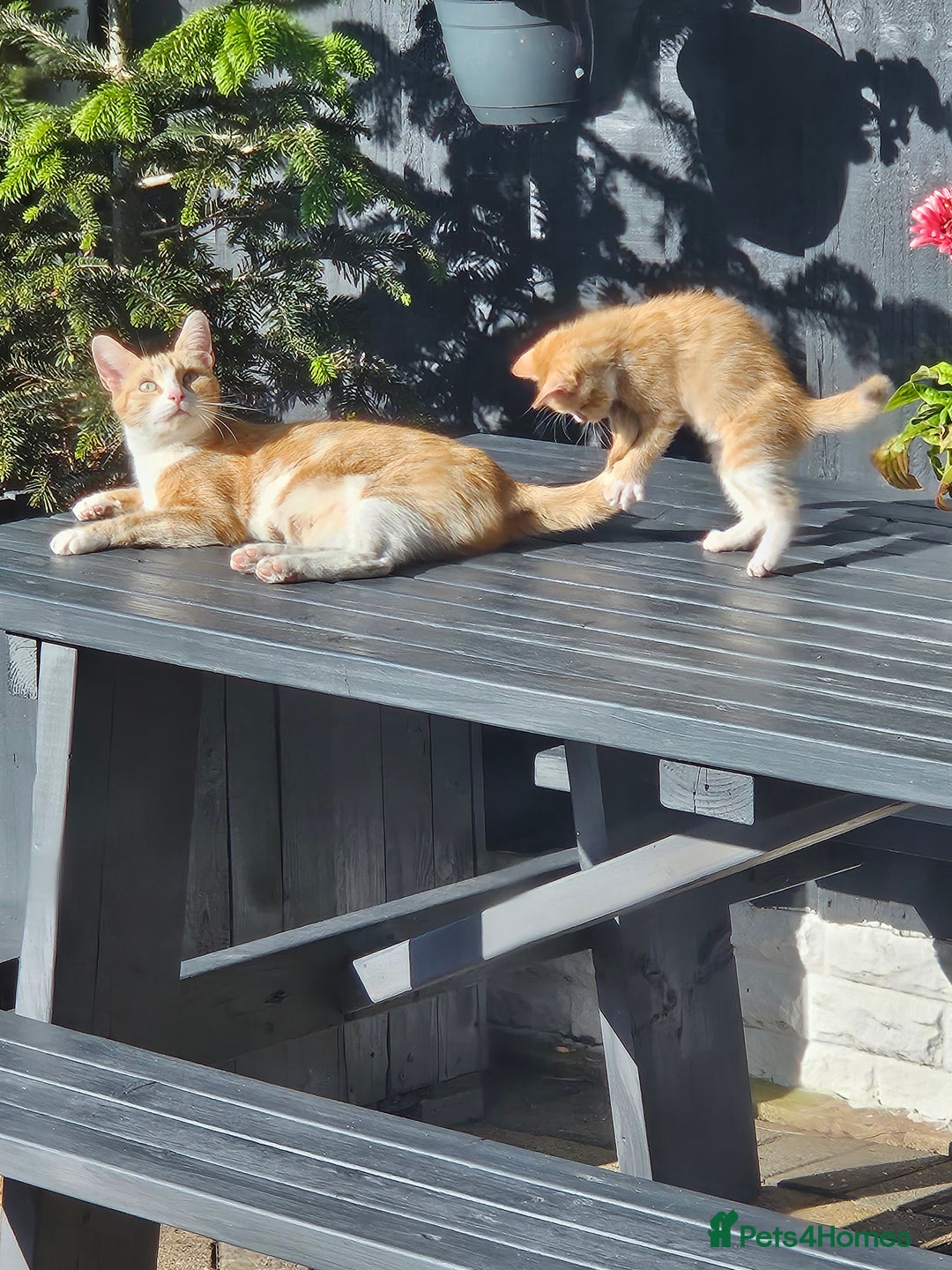 Mixed Breed cats for sale: 3 lovely and playful kittens  - Image 9