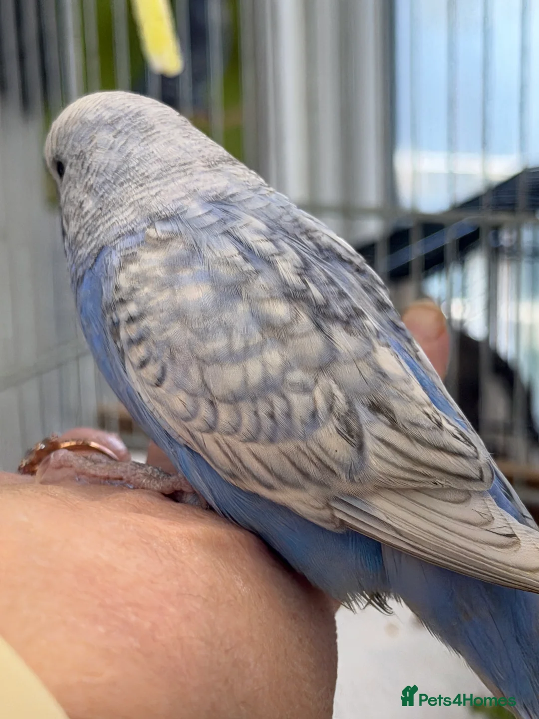 Budgerigars birds for sale: Hand Tame Budgie Hen Chick Ready Soon  - Advert 2