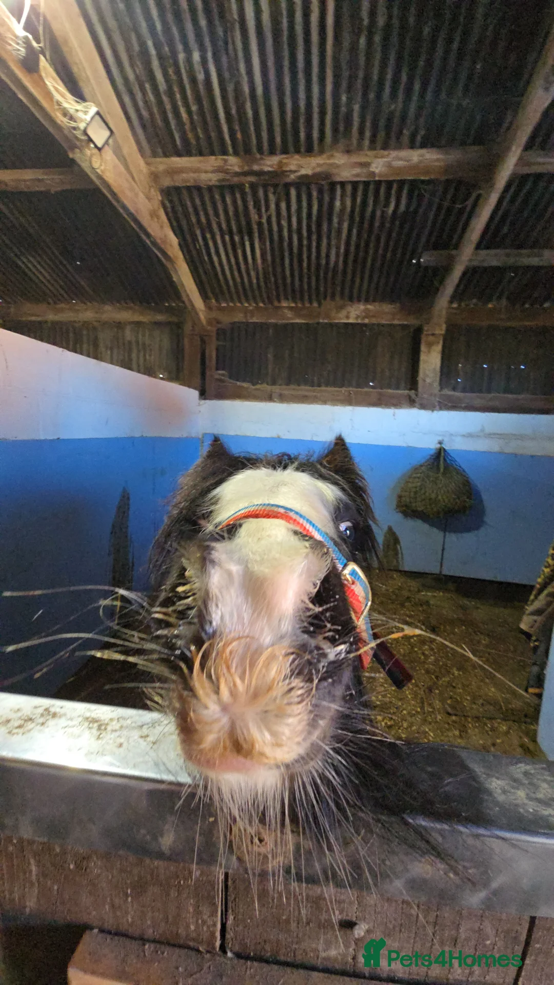 Irish Cob horses for sale: Beautiful 6mth Blagdon Filly - Advert 7