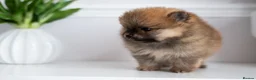 Pomeranian dogs for sale: Pomeranian Extra Small KC Puppies  in Enfield - Advert 10