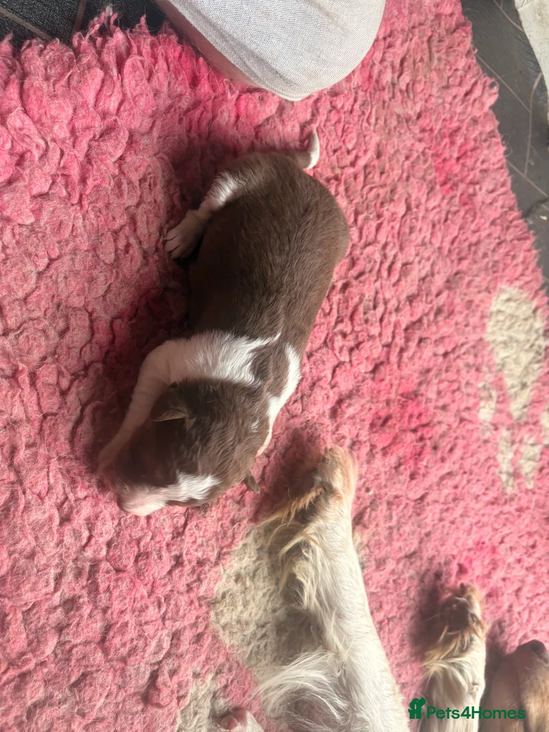 Border Collie dogs for sale: Border collie in Launceston - Advert 8