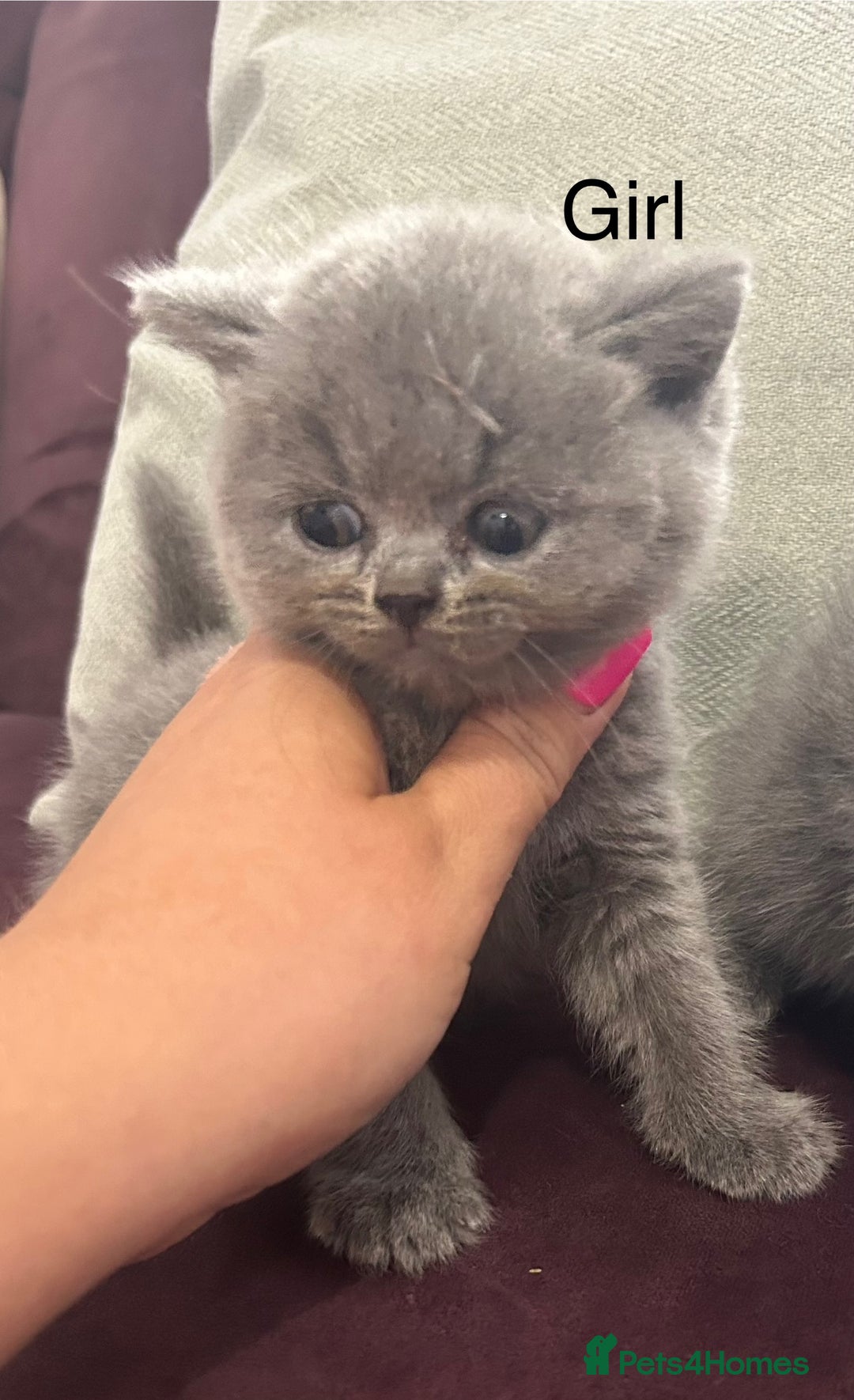 British Shorthair cats for sale: Pedigree GCCF BSH kittens ready in 2 weeks time !! - Image 24