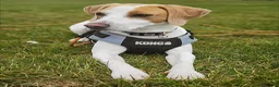 Mixed Breed dogs for sale: Milo The Lemon Cross Beagle - Advert 4