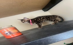Bengal cats for sale: Available Pure Bengal kittens now! ♥️ - Image 5