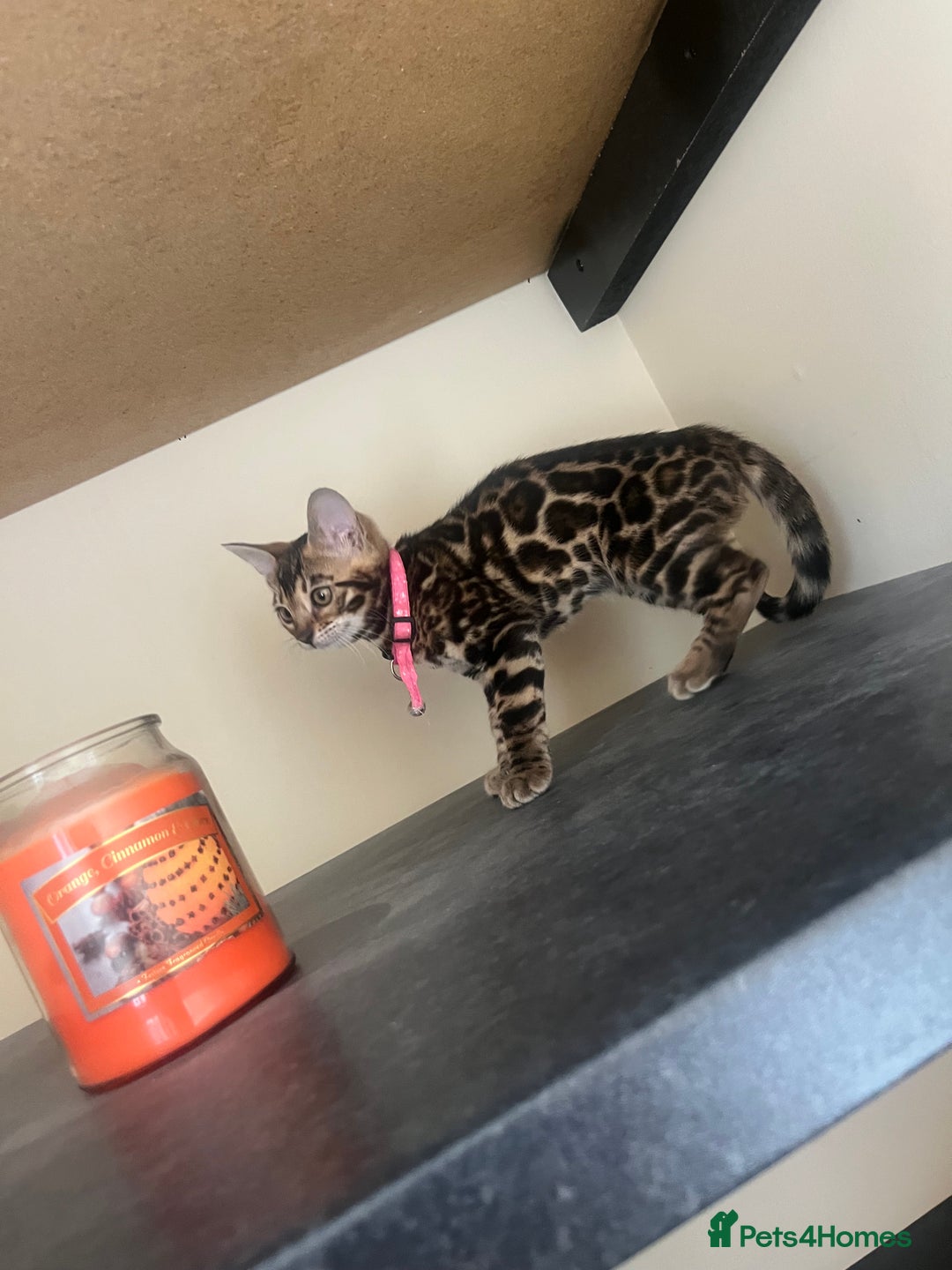 Bengal cats for sale: Available Pure Bengal kittens now! ♥️ - Image 5