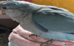 Parakeets birds for sale: Baby Quaker parrots boys and girls available  - Image 7