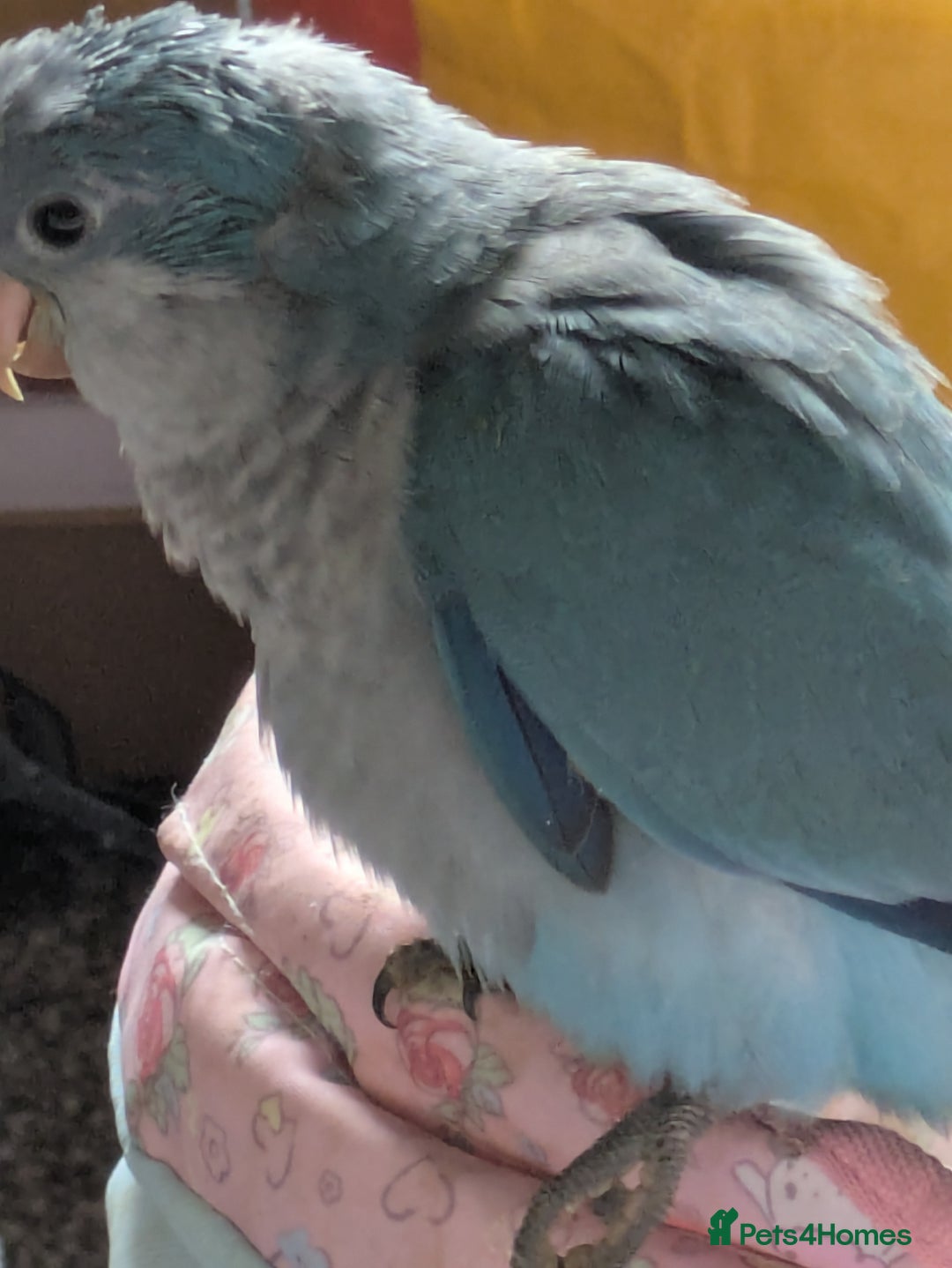 Parakeets birds for sale: Baby Quaker parrots boys and girls available  - Image 7