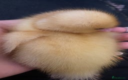 Ducks poultry for sale: Free duckling - Image 2