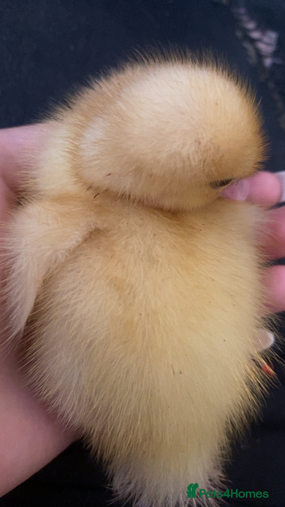 Ducks poultry for sale: Free duckling - Image 2