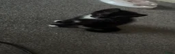 Domestic Shorthair cats for sale: Boy Kitten ready to leave  - Advert 6