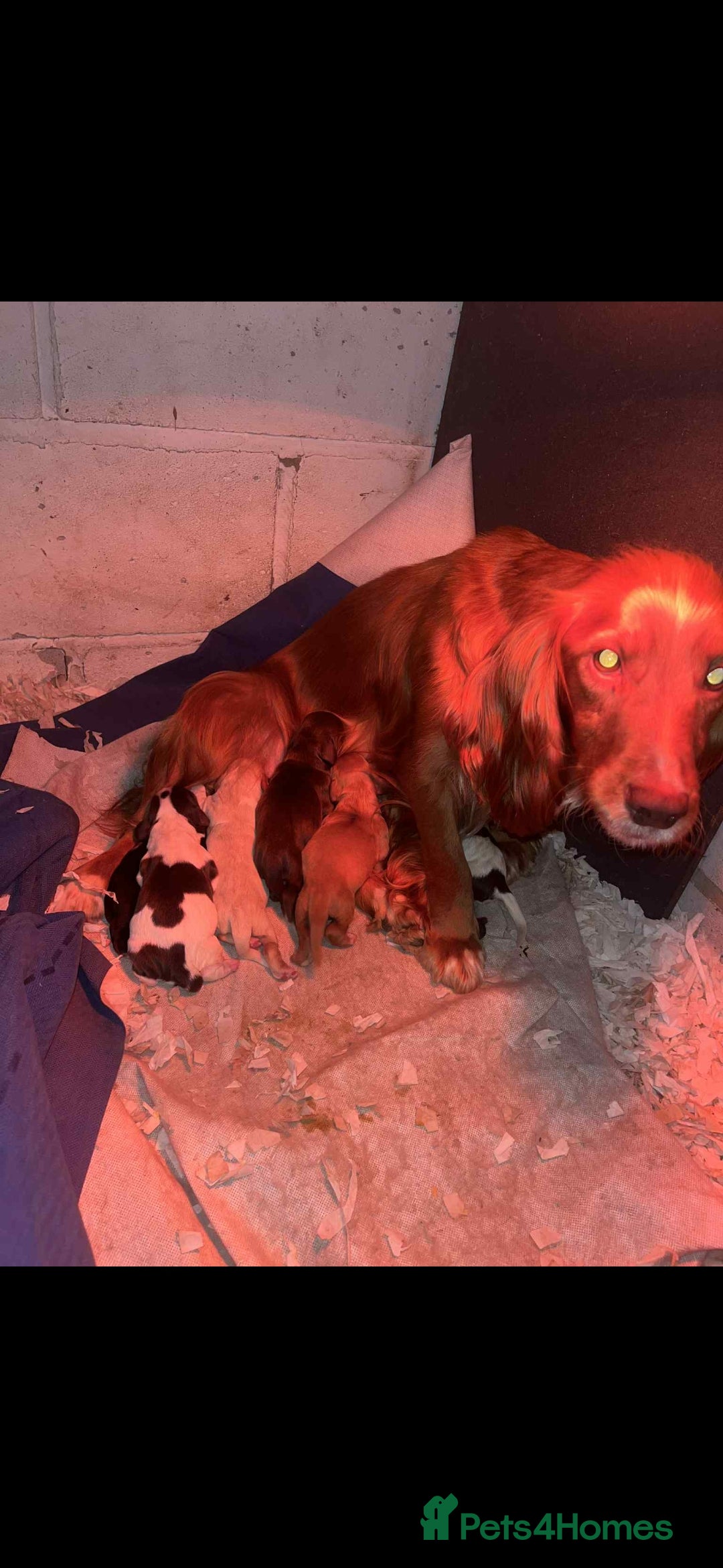 Cocker Spaniel dogs for sale: Beautiful cocker spaniels  - Advert 2