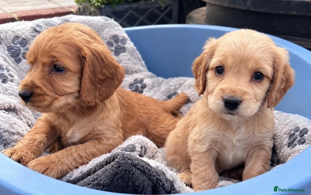 Cocker Spaniel dogs for sale: ❤️ Beautifull puppies available ❤️ - Advert 1