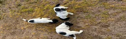 Sprocker dogs for sale: sprockers in Banchory - Advert 6