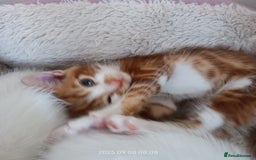 European cats for sale: Lovely kittens looking a new house - Image 7