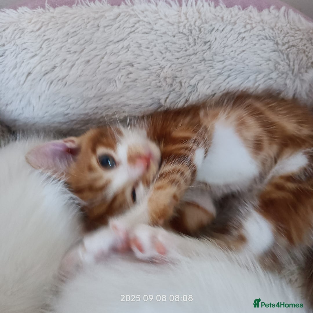European cats for sale: Lovely kittens looking a new house - Image 7