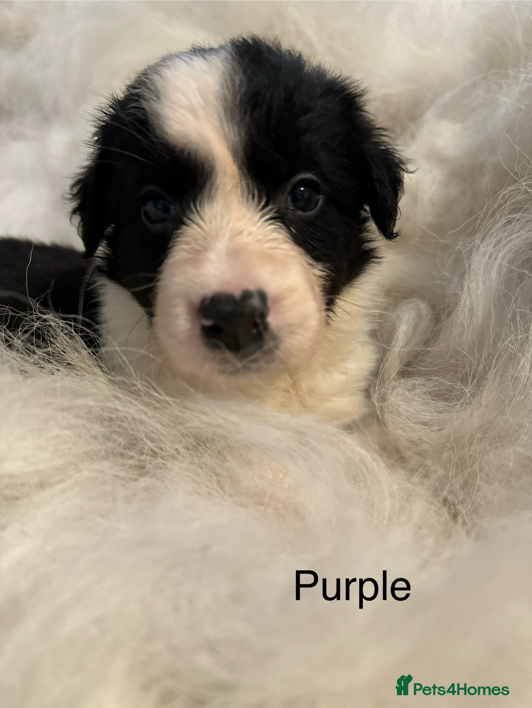 Border Collie dogs for sale: Border Collie puppies for sale - Image 5