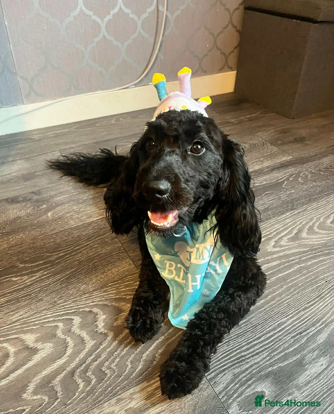 Cockapoo dogs for sale: Cockapoo puppies for sale - Advert 9