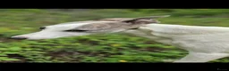 Whippet dogs for sale: Heart and DNA tested Blue Parti Whippet Puppies. - Advert 9