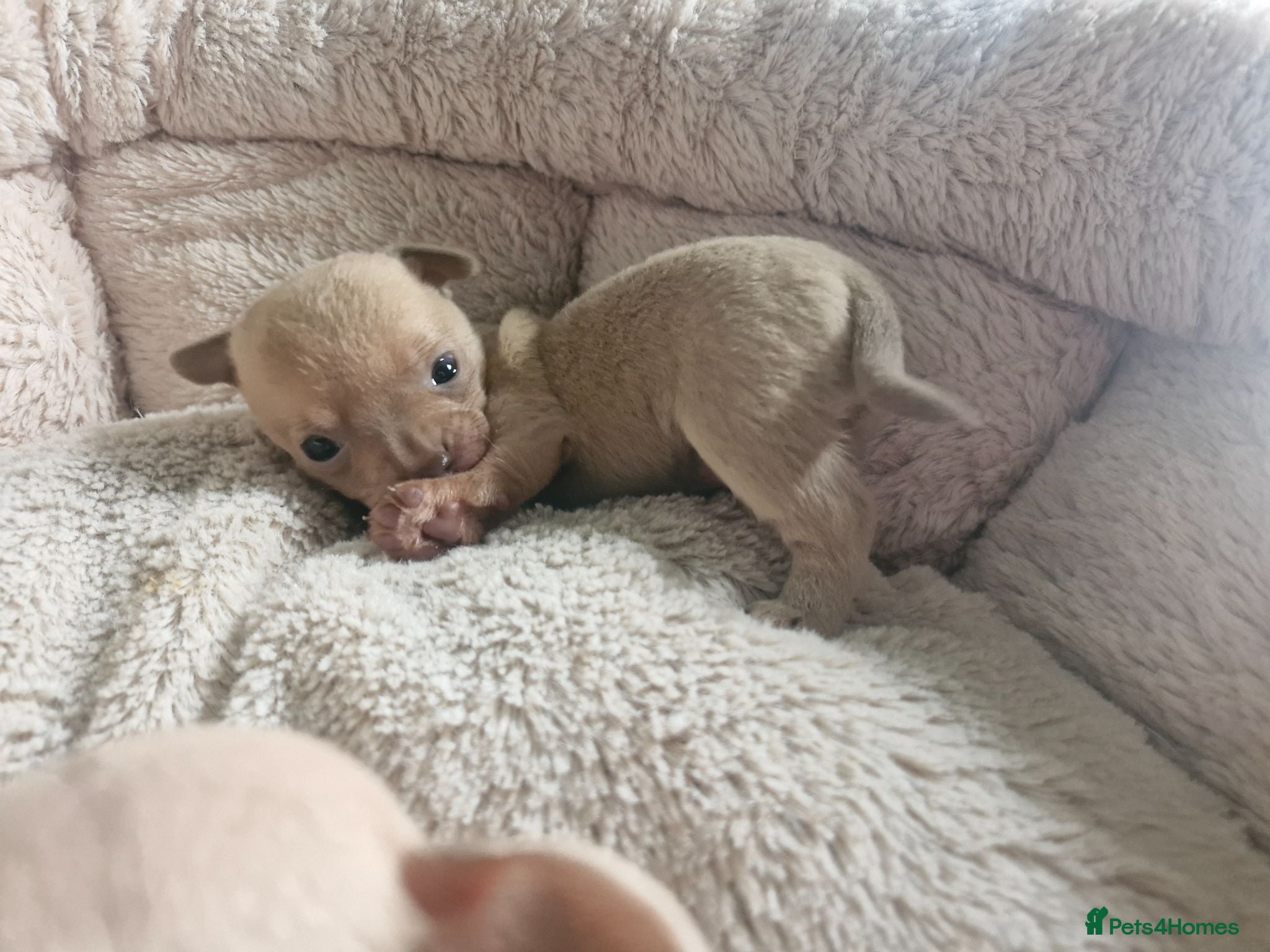 Chihuahua dogs Tiny chihuahuas 😌 - Advert 8