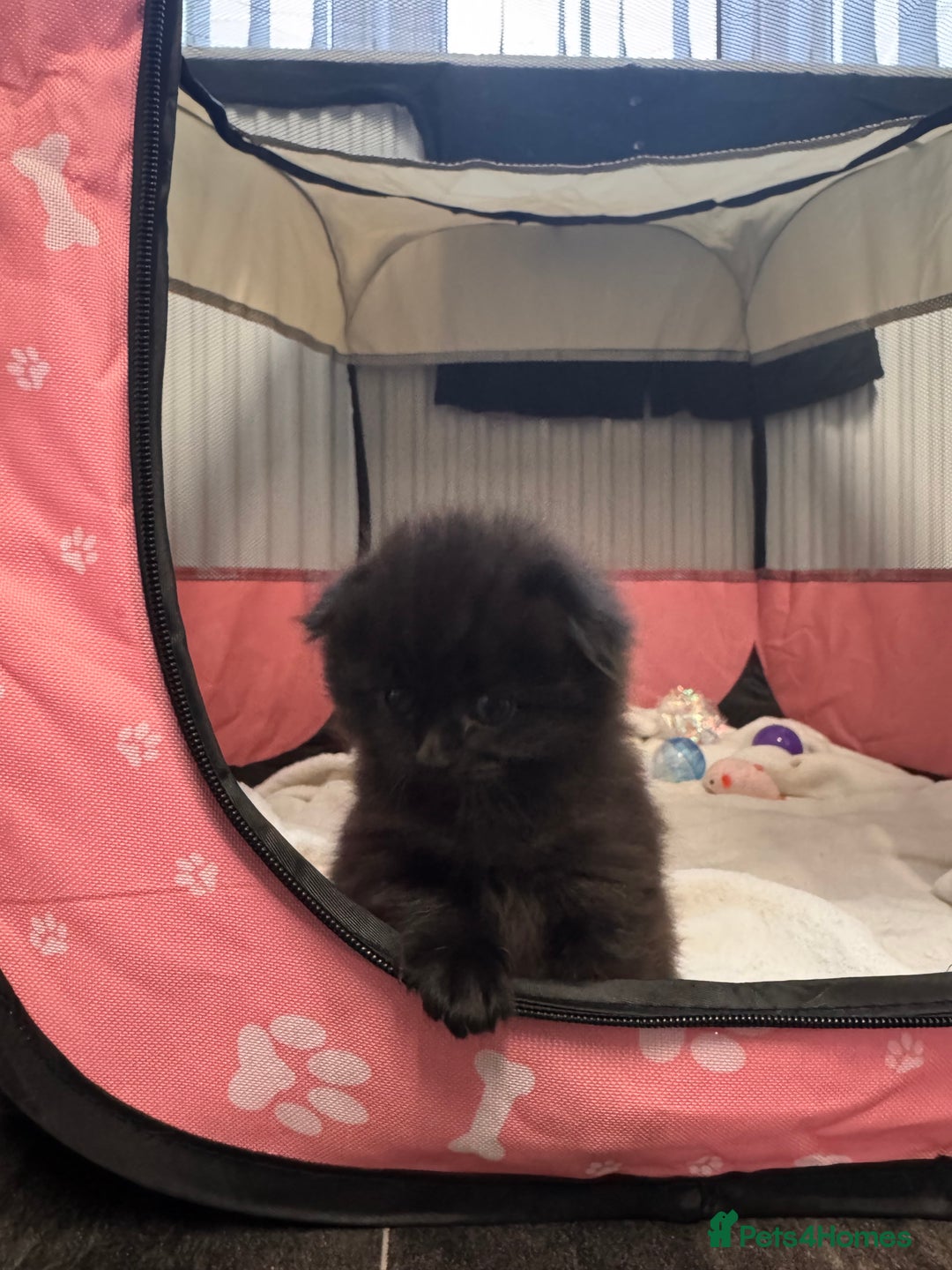 Mixed Breed cats for sale: 4 Adorable Kittens Looking For Forever Homes - Advert 3