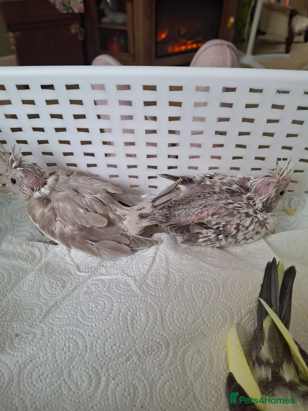 Cockatiels birds for sale: Cockateil handtame babies  often available  - Advert 10