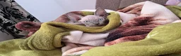 Sphynx cats for sale: Sphynx kitten to rehome - Advert 4