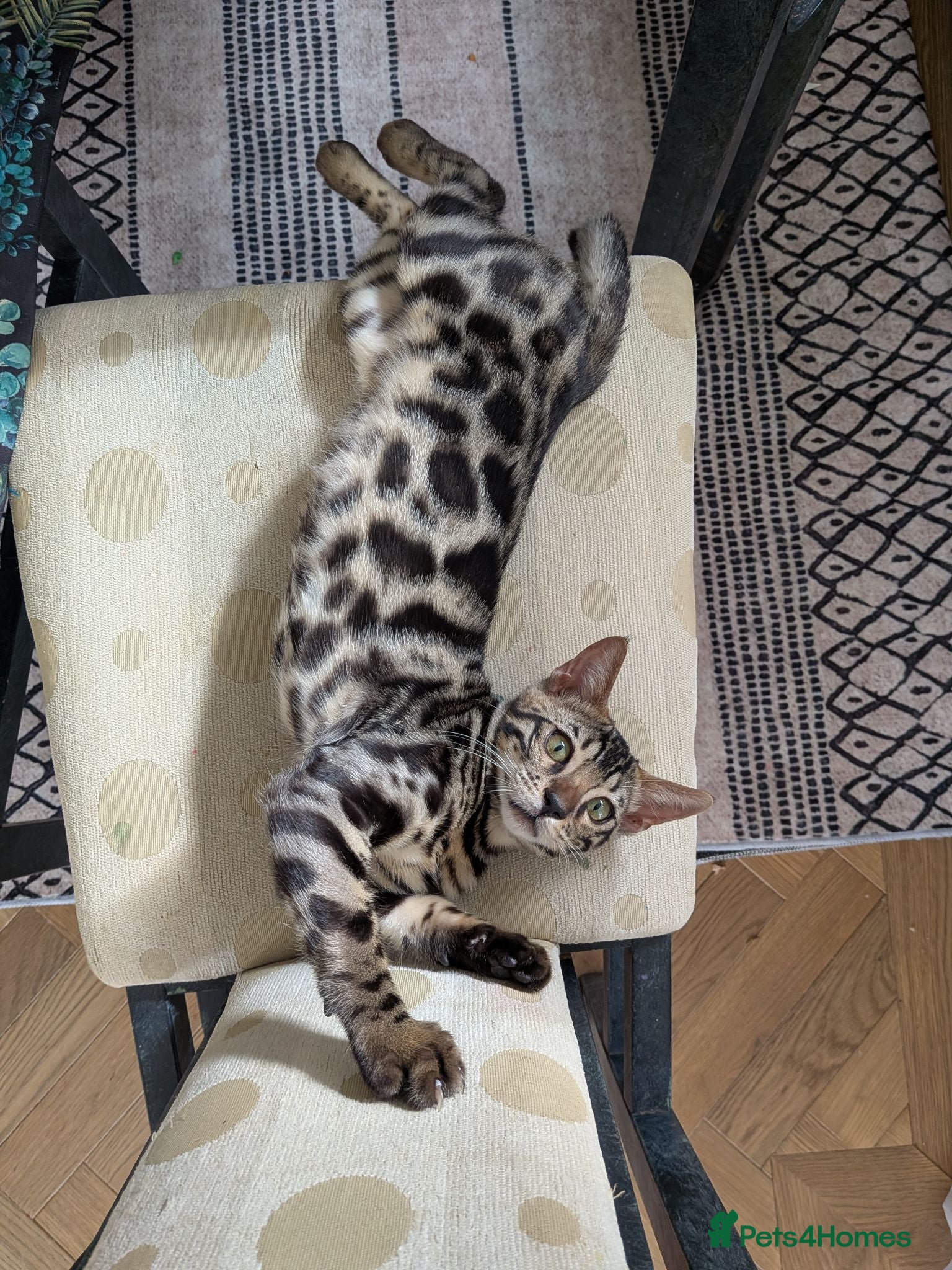 Bengal cats Male Bengal kitten TICA registered silver  - Advert 5