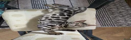 Bengal cats for sale: Male Bengal kitten TICA registered silver  - Advert 1