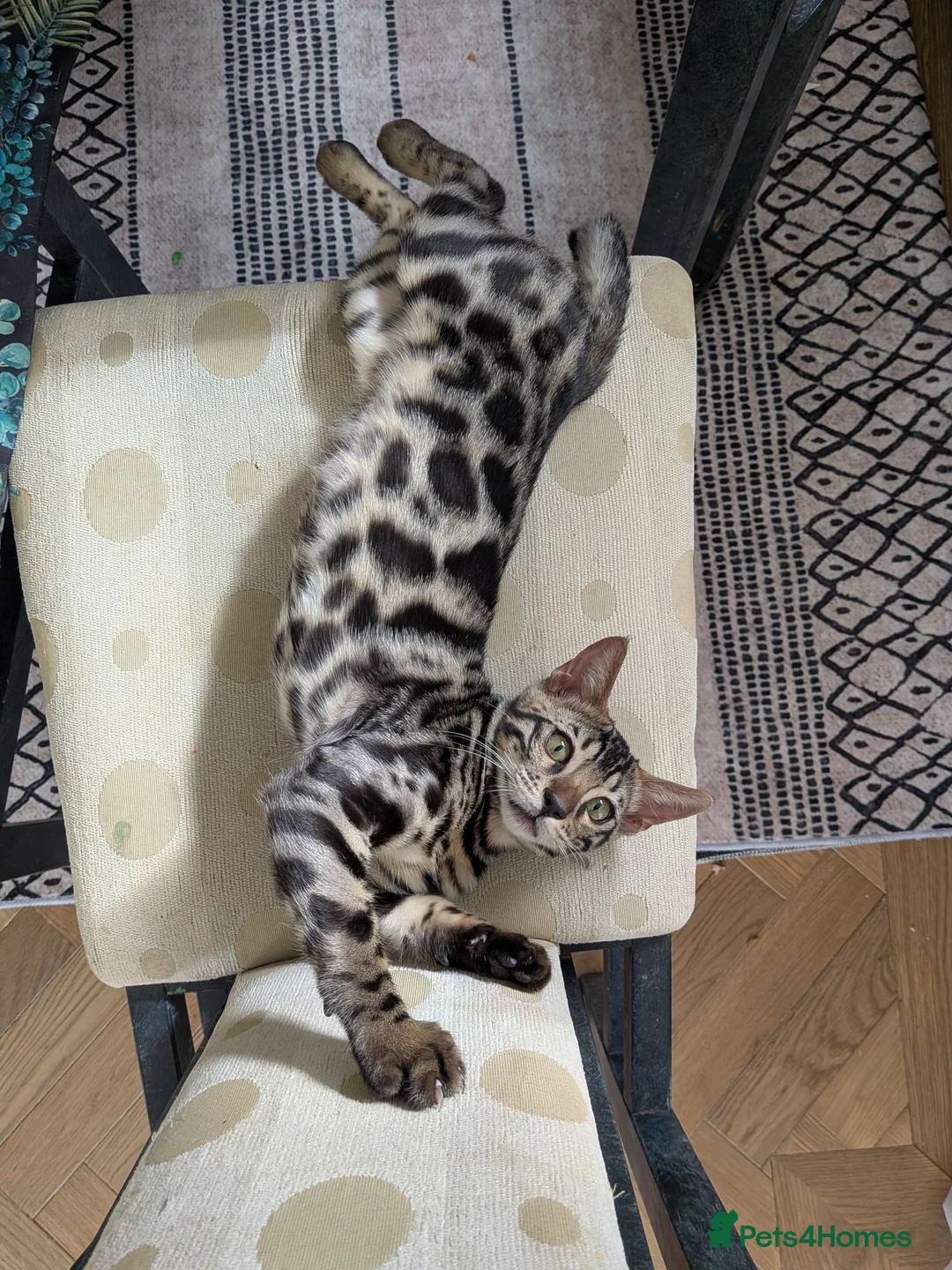 Bengal cats for sale: Male Bengal kitten TICA registered silver  - Advert 1