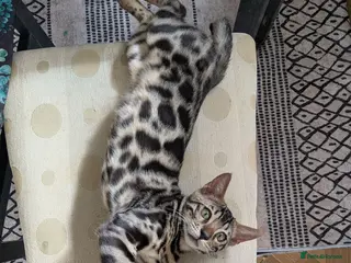 Bengal cats Male Bengal kitten TICA registered silver - Advert 5