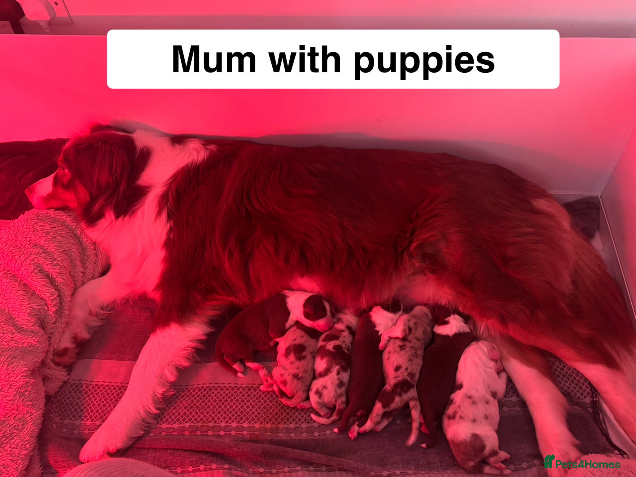 Australian Shepherd dogs Australian Shepherd Pedigree Puppies - Advert 7