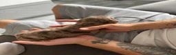 Miniature Dachshund dogs for sale: Miniature Dachshund puppies in Derby - Advert 6