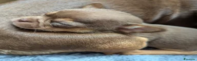 Chihuahua Puppy 3
