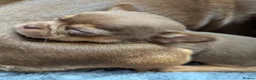 Chihuahua dogs for sale:  Very small chihuahua puppies - Advert 18