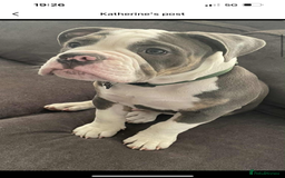 Olde English Bulldogge dogs for sale: Male OEB needing new home - Image 2