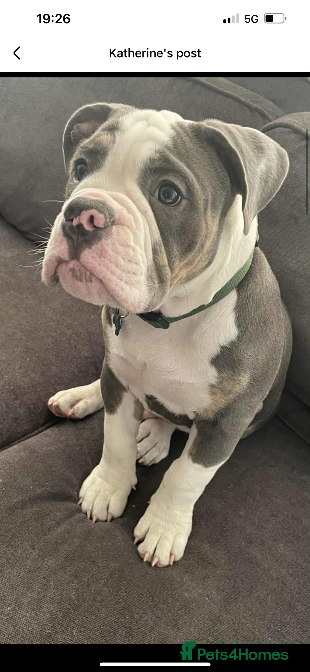 Olde English Bulldogge dogs for sale: Male OEB needing new home - Image 2