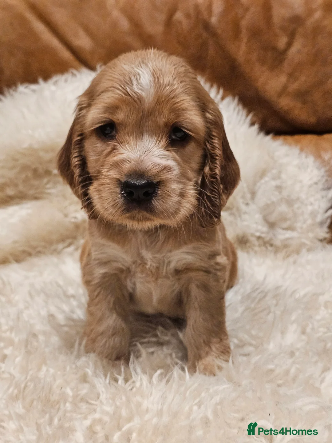 Cocker Spaniel dogs for sale: 5* Show Type Cocker Spaniels Villaspaniol Lines - Advert 27