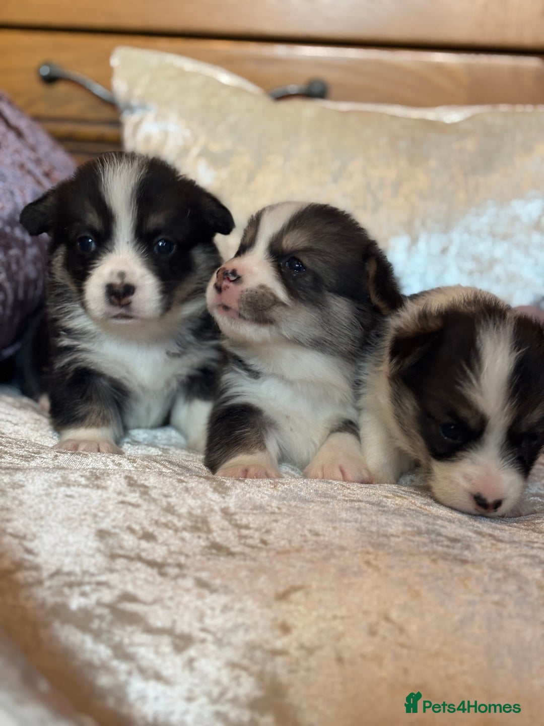 Welsh Corgi Pembroke dogs for sale: Pedigree, health tested parents, licensed breeder - Image 18