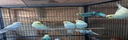 Budgerigars birds for sale: Budgies for sale - Advert 4