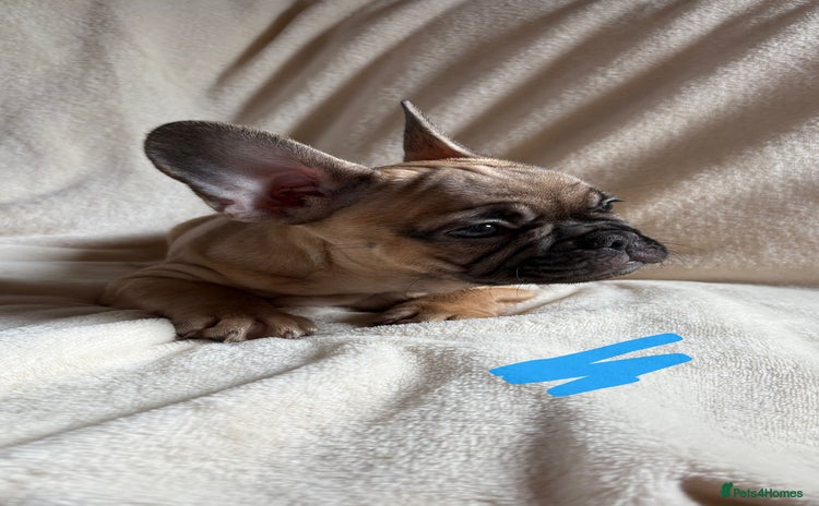 French Bulldog dogs - Advert 1