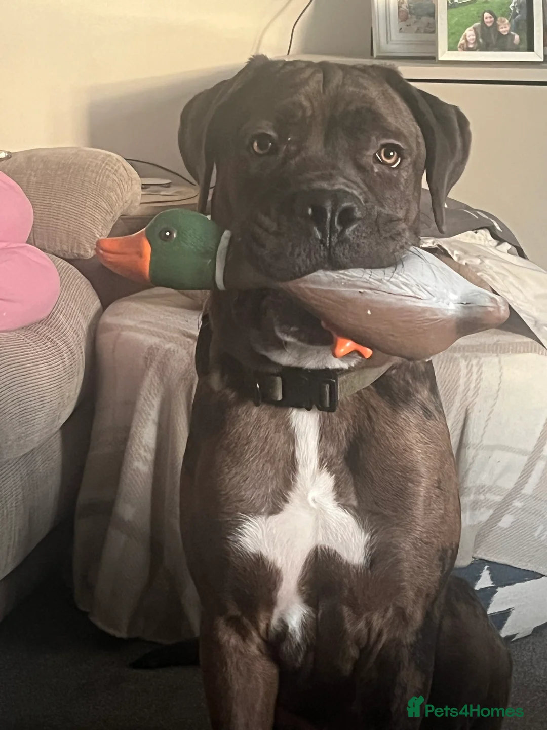 Mixed Breed dogs for sale: Cane Corso Merle male  - Advert 8