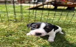 Jack Russell dogs for sale: Gorgeous Jack Russell Puppies - Image 9