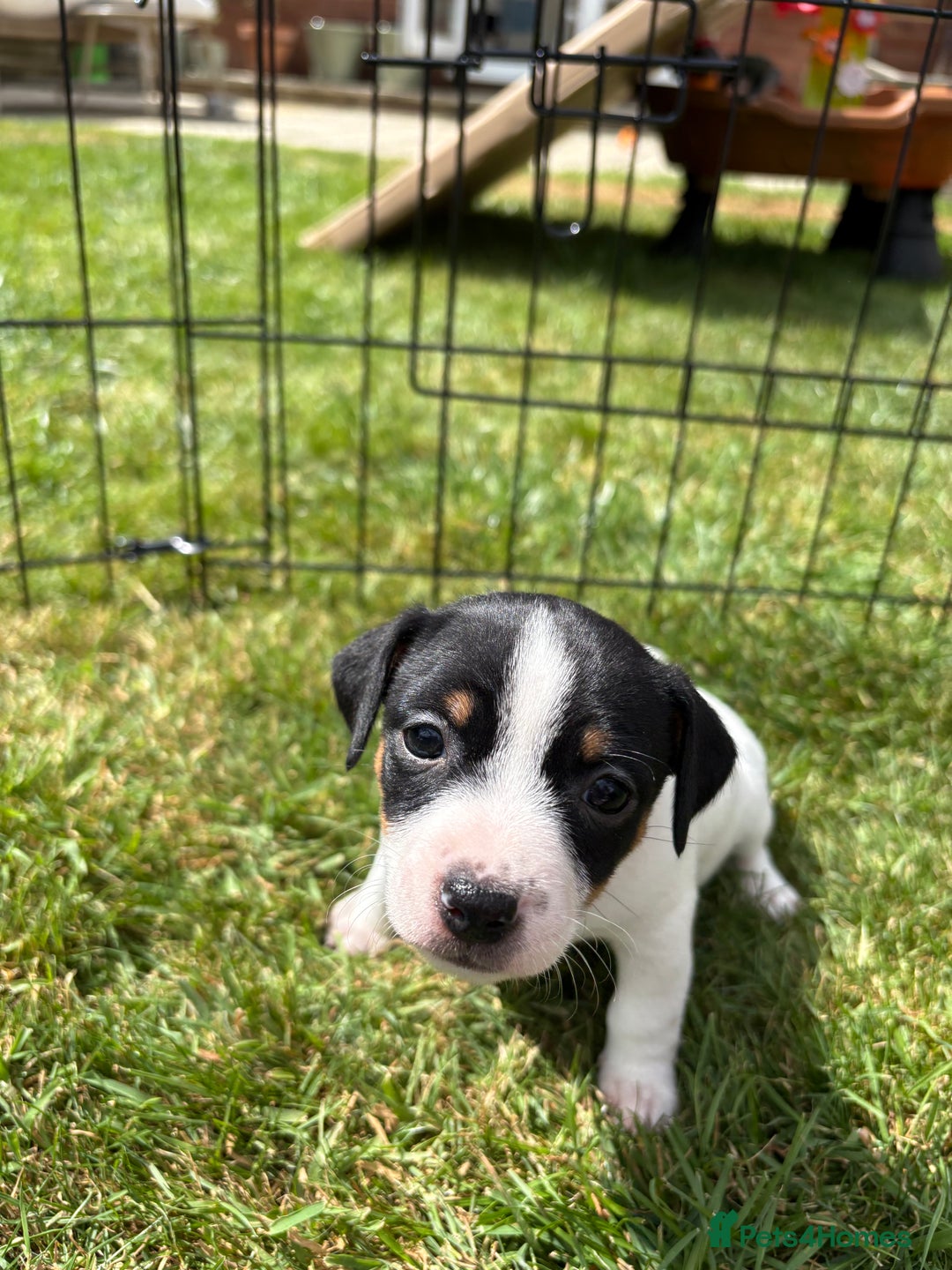 Jack Russell dogs for sale: Gorgeous Jack Russell Puppies - Image 9