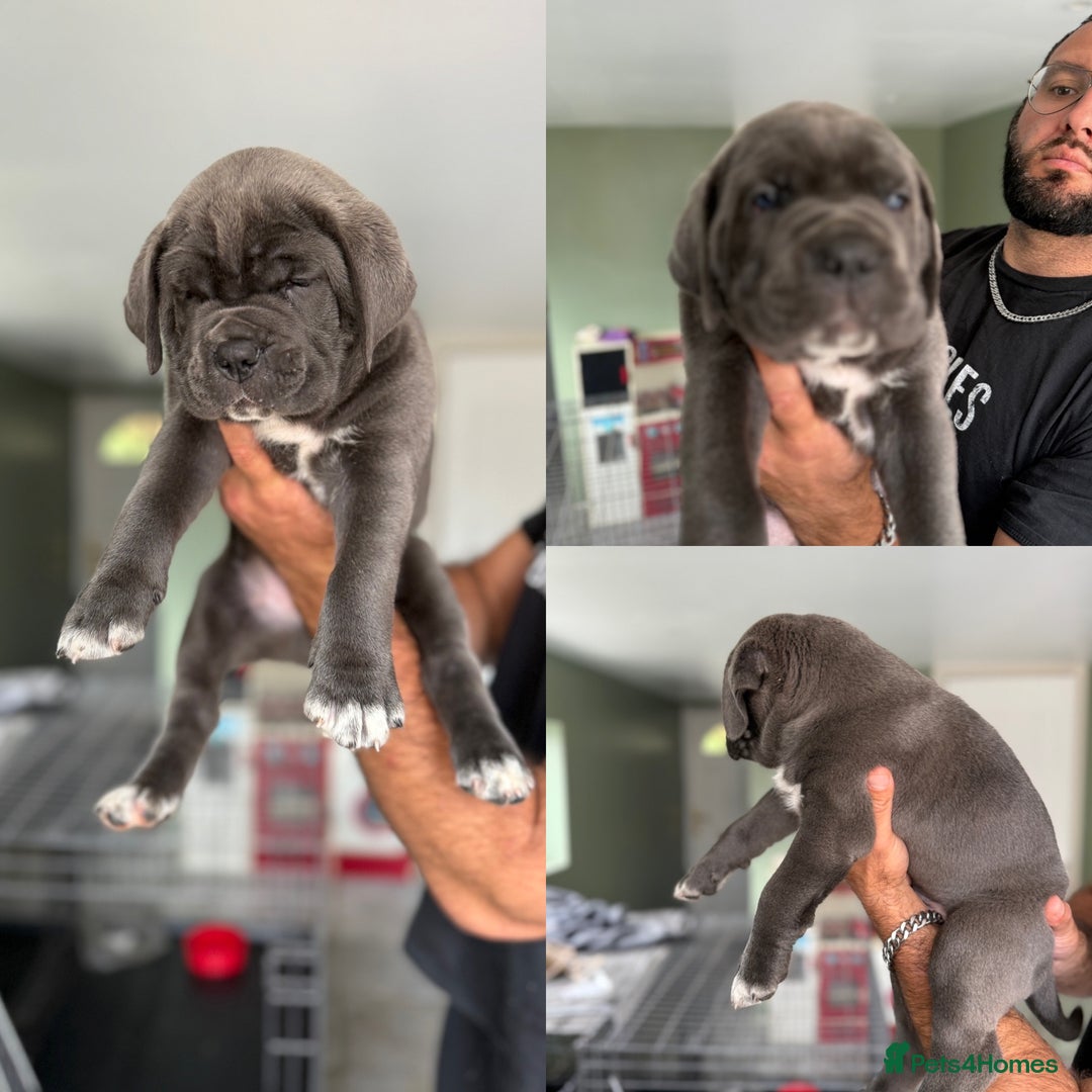 Cane Corso dogs for sale: ICCF registered Champion Lines Cane Corso Puppies in Epsom - Image 1