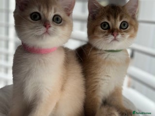 British Shorthair cats ‼️READY NOW‼️ 2 kittens left - Advert 7