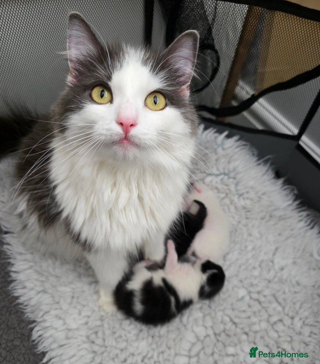 Mixed Breed cats 🐾 Adorable Male Kittens 🐾 - Advert 1