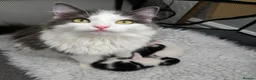 Mixed Breed cats for sale: 🐾 Adorable Male Kittens 🐾 - Advert 1