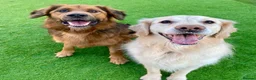 German Shepherd dogs for adoption: Harley is looking for a new forever home  in Castleford - Advert 2